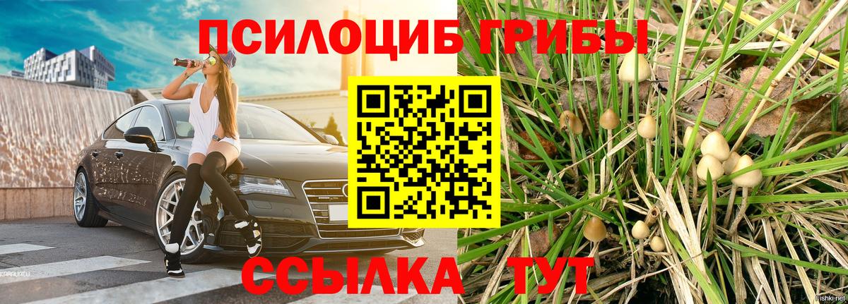 Псилоцибиновые грибы Psilocybe  Вход с VPN  Советский  Псилоцибиновые грибы Magic Shrooms 